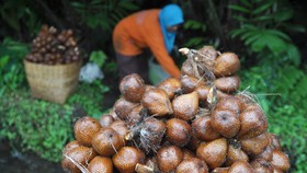 Apa yang Terjadi Jika Makan Buah Salak Setiap Hari?