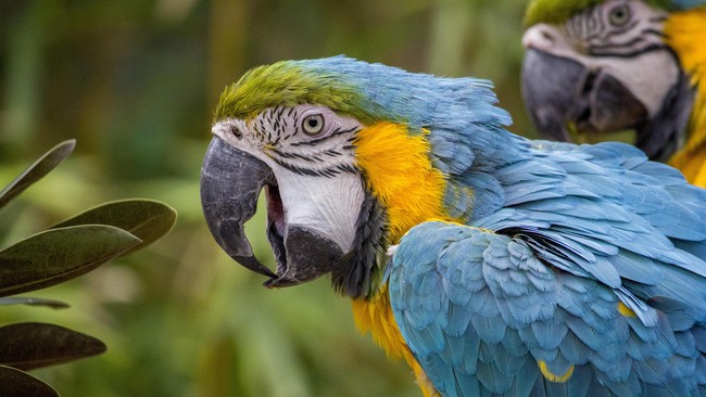 Pengusaha tempat wisata menjual aset, termasuk burung macaw, demi menutup biaya operasional dan gaji karyawan di tengah tekanan ekonomi akibat pandemi.