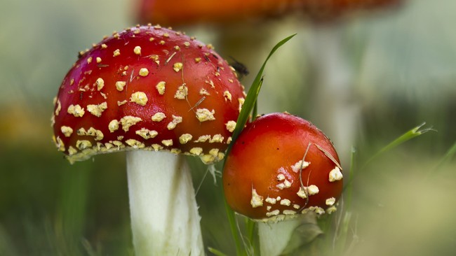 Situs Reddit juga terkena blokir di Rusia. Asal mulanya, karena salah satu anggotanya membuat postingan cara menanam Magic Mushroom.