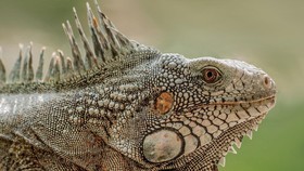 Reptil Air Ini Tingginya Seperti Gedung 5 Tingkat
