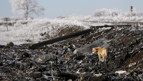 Belanda Kembali Cari Serpihan Tubuh Penumpang MH17