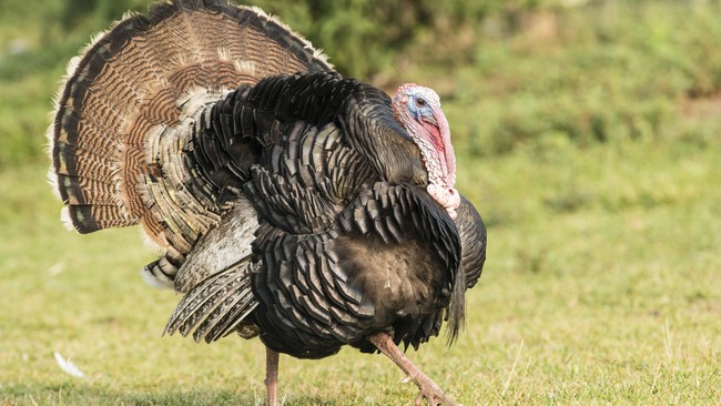 Daging kalkun rasanya enak. Tapi untuk kamu ketahui, ada banyak sains di balik tubuh unggas yang biasa disantap saat Thanksgiving itu. Apa saja? 