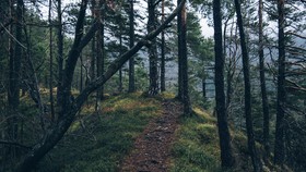 Hilang 5 Hari di Hutan, Perempuan Australia Ditemukan Selamat