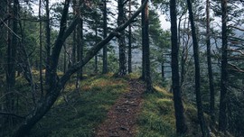Hilang 5 Hari di Hutan, Perempuan Australia Ditemukan Selamat