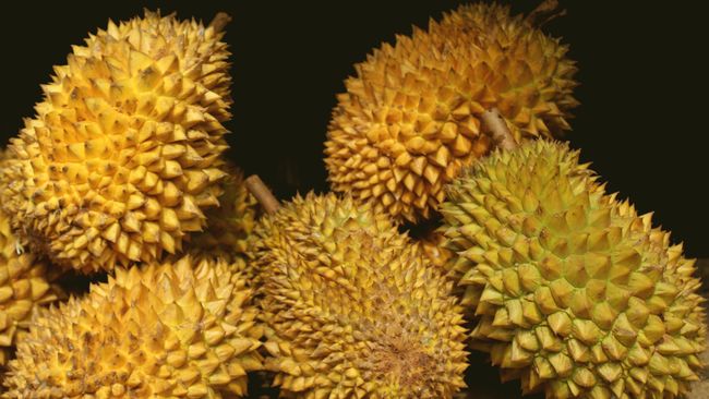 Tampaknya tak ada yang menandingi kelezatan durian saat kita menyantapnya langsung setelah durian dibelah.