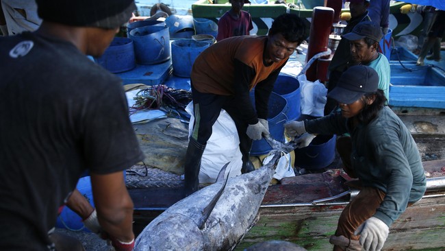 Tuna menjadi komoditas paling banyak menyumbang nilai ekspor perikanan nasional setelah udang, yakni mencapai US$ 89,41 juta pada kuartal I 2015.