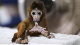 Namai Monyet 'Charlotte', Kebun Binatang Jepang Minta Maaf