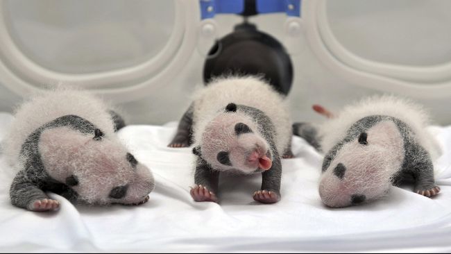 Dua panda kembar yang lahir secara alami di kebun binatang Wina, Austria, secara resmi dibaptis pada perayaan 100 hari usia kelahiran mereka.