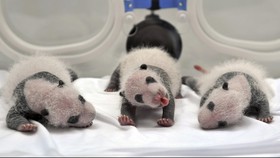 Dua Panda Kembar Dibaptis di Austria