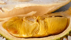 Festival Online, 60 Ton Durian Ludes dalam 50 Menit