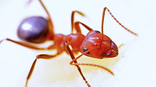 Ahli Temukan Semut Mampu Ubah Kerangkanya jadi Zirah Ilmuwan menemukan semut yang mampu mengubah kerangkanya jadi zirah atau body armor memanfaatkan biomineral.