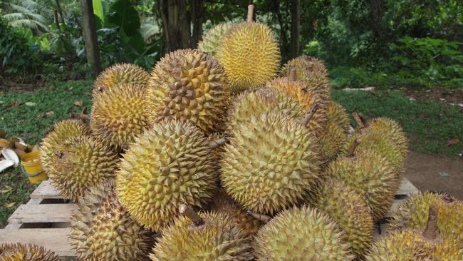 Karena memiliki efek yang panas pada tubuh, buah durian disebut-sebut dapat meningkatkan gairah seksual. Benarkah demikian?