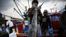 Kartu Kuning Eropa untuk Ikan Thailand Harus Dimanfaatkan RI