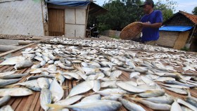 Walhi: Kecil Kemungkinan Cuaca Sebabkan Ikan Mati di Ancol