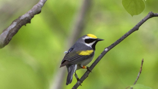 Sebuah penelitian terbaru makin menguatkan fakta bahwa binatang mampu mendeteksi bencana alam. Burung kecil dari AS mampu deteksi tornado sehari sebelum tiba.