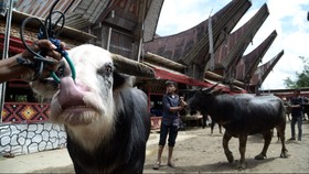 Satu Warga Terluka Diseruduk Kerbau Saat Upacara Rambu Solok