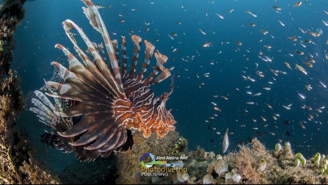Siapa sangka, ternyata Manado punya surga bawah laut lainnya. Teluk Manado atau dalam Bahasa Inggris disebut Manado Bay.