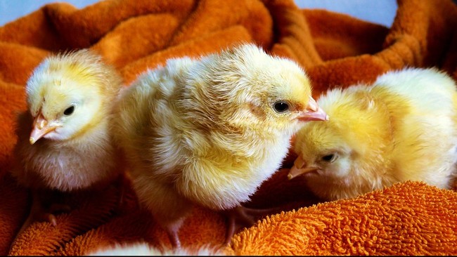 Mentan Andi Amran Sulaiman akan mencabut izin impor bibit ayam (day old chick/DOC) jika kenaikan harga telur ayam terus terjadi.