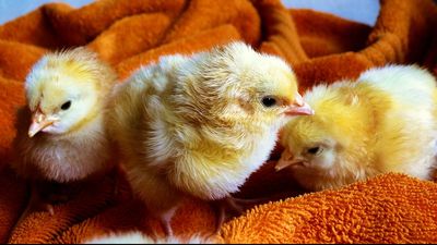 Amran Bakal Cabut Izin Impor Bibit Ayam Jika Harga Telur Naik Terus
