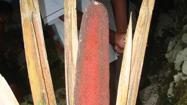 Dengan iming-iming biaya murah dan cara alami, jasa pengobatan alternatif dan penjual obat herbal pun sukses memengaruhi pasien kanker.