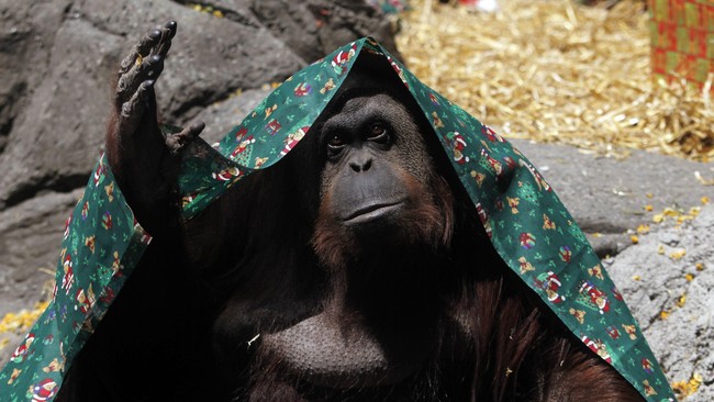 Pengadilan Argentina memutuskan untuk mengabulkan permohonan hak asasi pada seekor orangutan di kebun binatang Buenos Aires, yaitu hak untuk hidup bebas.