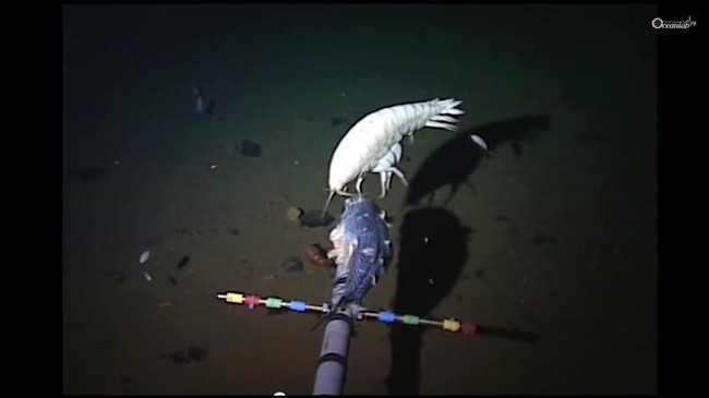 Selain ada snailfish bertubuh transparan dan kepala seperti anjing, di Mariana Trench juga ditemukan udang raksasa.