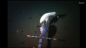 img-title Mengapa Ikan Aneh Banyak di Laut Dalam?