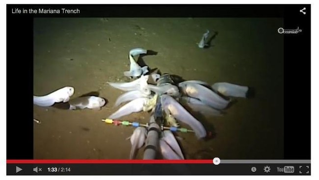 Ditemukan snailfish aneh di laut terdalam di dunia. Tubuhnya transparan, bersirip seperti sayap, dan berekor seperti belut.