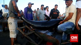 Tuna Sirip Biru Ikan Termahal di Dunia Sekaligus Berbahaya