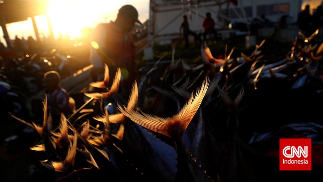 Siluet ikan tongkol di Tempat Pelelangan Ikan (TPI) Banda Aceh, Sabtu, 20 Desember 2014. CNN Indonesia/Safir Makki