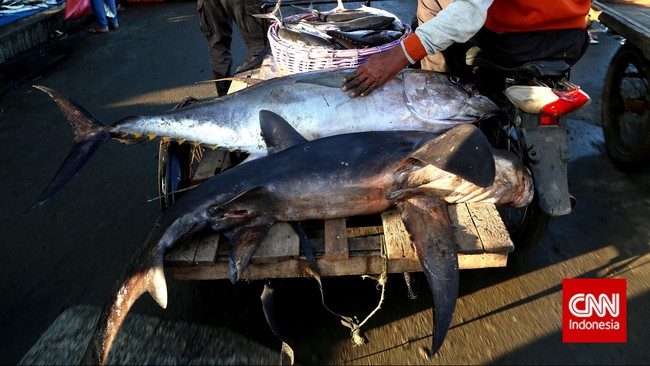 Belakangan ini peneliti di Amerika Serikat dan negara maju lainnya sangat menyarankan untuk tidak mengkonsumsi bluefin tuna lagi.