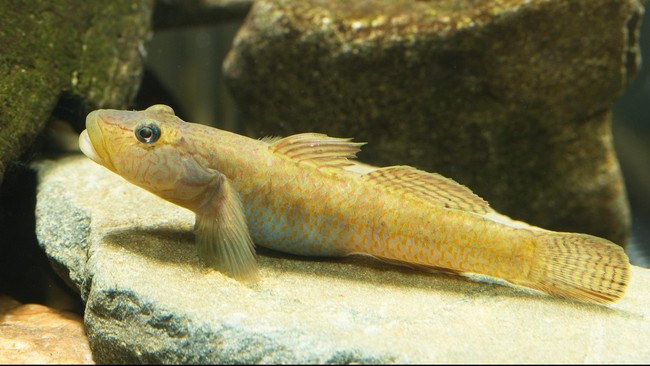 Para ahli mengklaim menemukan ikan tembakul atau mudskipper di Mars.