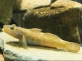 Ilmuwan Temukan Jaringan Mata pada Fosil Ikan