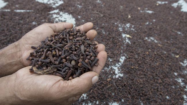 Ramuan Herbal Alami untuk Atasi Sakit Gigi