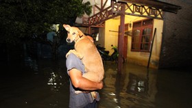 Nomor Telepon Pelayanan dan Penyelamatan Hewan Saat Banjir