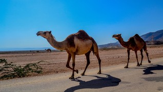 Unta di Kenya Jalani Tes Swab Covid-19 untuk Penelitian MERS