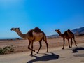 Unta di Kenya Jalani Tes Swab Covid-19 untuk Penelitian MERS