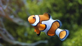 Studi Ungkap Ukuran Ikan Badut Nemo Mengecil Gara-gara Ini