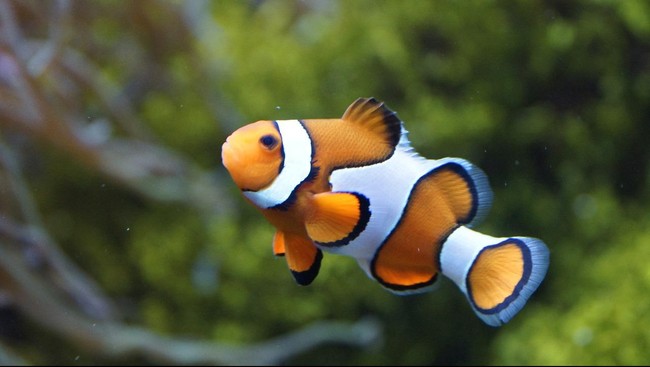 Sebuah studi baru menunjukkan ukuran ikan badut atau clown fish menyusut imbas suhu lautan yang kian memanas.