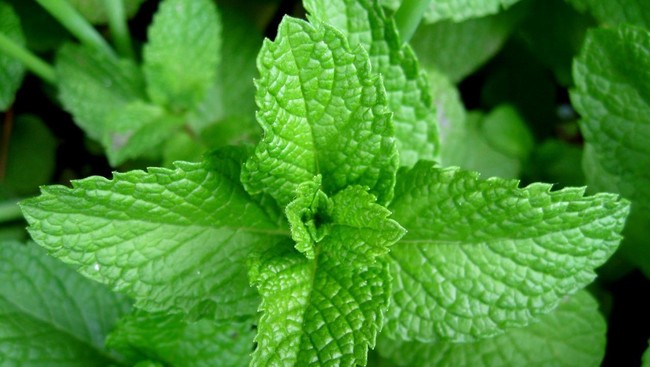 Daun mint akan menghadirkan sensasi suhu tertentu pada lidah. Apakah daun itu sebenarnya dingin, atau panas, atau perasaan saja?