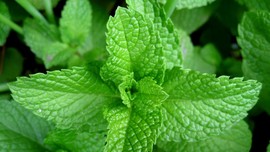 7 Manfaat Daun Mint Bagi Kesehatan