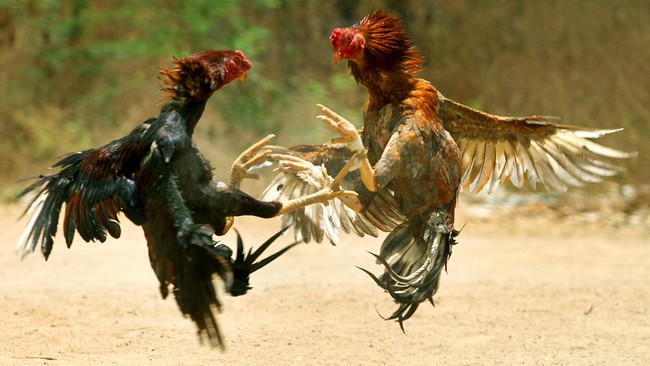 Peristiwa kericuhan hingga perkelahian maut terjadi di arena tajen atau sabung ayam di Desa Songan A, Kecamatan Kintamani, Kabupaten Bangli, Bali.