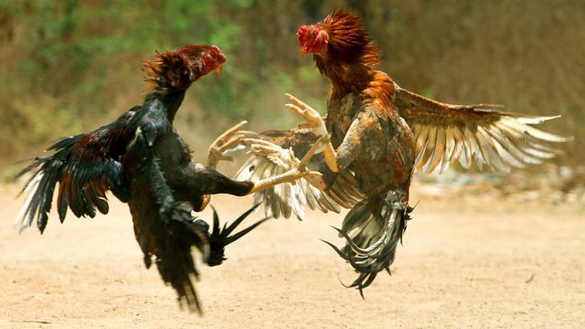 Corona Mereda, Thailand Cabut Larangan Sabung Ayam