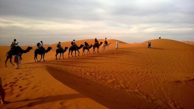Ribuan unta yang terjebak di Arab Saudi akhirnya bisa kembali ke Qatar, setelah terjebak di gurun akibat krisis diplomatik dengan negara Teluk.