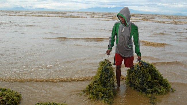 Pemerintah ingin rumput laut Indonesia bisa dikembangkan menjadi produk bernilai tambah tinggi.