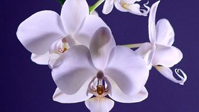 Selain Cantik, 10 Bunga Ini Ternyata Bisa Dimakan