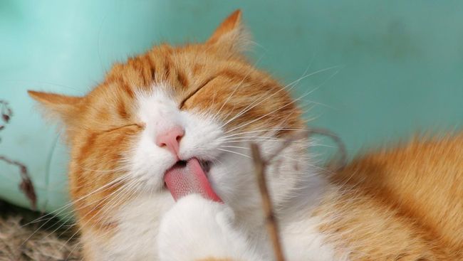 Film Hollywood sering memasukkan kucing ke dalam adegan. Fungsinya ternyata beraneka ragam. Mulai menginspirasi manusia sampai meningkatkan kekuatan rasa film.