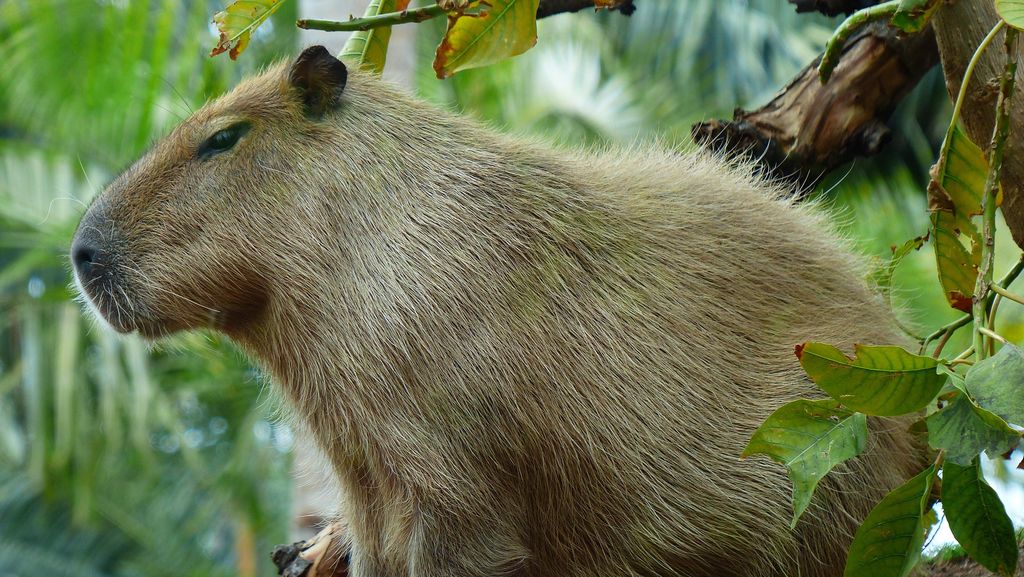 8 Orang Ditangkap Usai Aniaya 'Masbro' Kapibara di Brasil