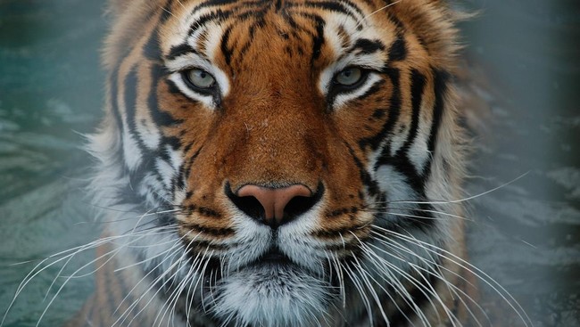 Harimau dan anjing liar jatuh ke sumur terbengkalai di India, diduga terjatuh saat sedang saling kejar.