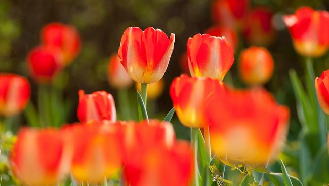 Kini sistem lelang bunga ikonik di FloraHolland, Belanda, terancam keberadaan petani yang langsung mengirimkan bunga segar ke konsumen. 